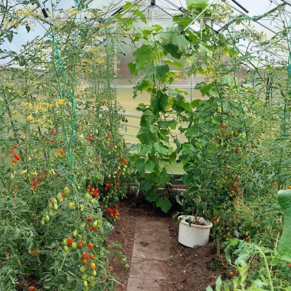 Kasvihuone 12,4m² | Korkea viljelykorkeus | 6mm kanava muovia Kasvihuone 12,4m² | Korkea viljelykorkeus | 6mm kanava muovia