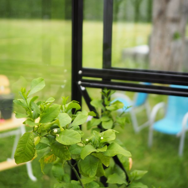 Kasvihuone 6,4 m² | 4 mm turvalasi | 5 vuoden myrskytakuu Kasvihuone 6,4 m² | 4 mm turvalasi | 5 vuoden myrskytakuu