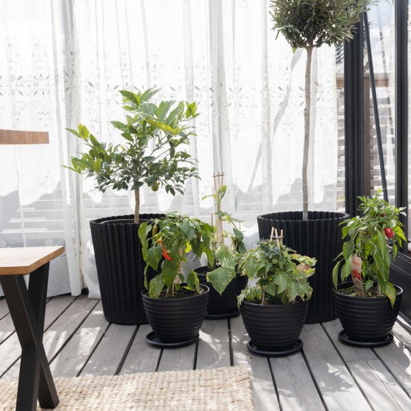 Oranssi ja viherhuone 19,2m² | Neliönmuotoinen premium-kasvihuone Oranssi ja viherhuone 19,2m² | Neliönmuotoinen premium-kasvihuone