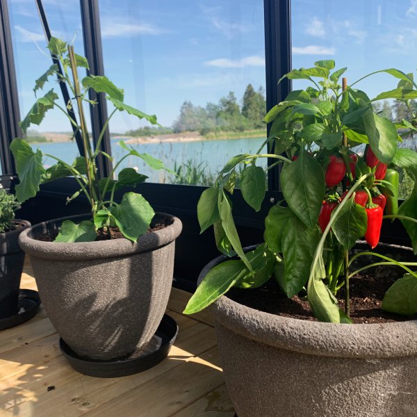 Oranssi ja viherhuone 19,2m² | Neliönmuotoinen premium-kasvihuone Oranssi ja viherhuone 19,2m² | Neliönmuotoinen premium-kasvihuone