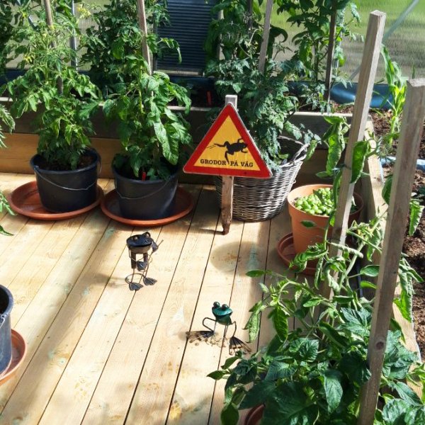 Kasvihuone 18m Premium | Erittin korkea viljelykorkeus | 6mm kanava muovia