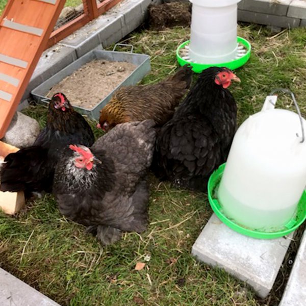 Kanatalo kanapihalla | Kevyesti puhdistettu | Täydellinen sarja | 1,9x1,7x1,6m Kanatalo kanapihalla | Kevyesti puhdistettu | Täydellinen sarja | 1,9x1,7x1,6m