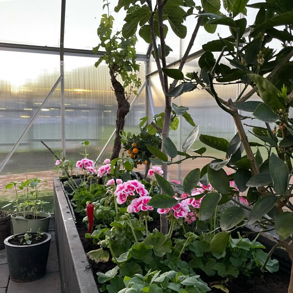 Kasvihuone 18m Premium | Erittin korkea viljelykorkeus | 6mm kanava muovia