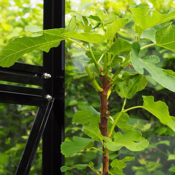 Kasvihuone 6,4 m² | 4 mm turvalasi | 5 vuoden myrskytakuu Kasvihuone 6,4 m² | 4 mm turvalasi | 5 vuoden myrskytakuu