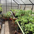 Asiakaskuva Kasvihuone 10,7m� | 6mm kanava muovi | Korkea viljelykorkeus | Musta