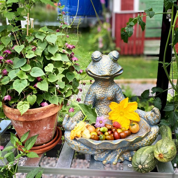 Kasvihuone 12,7m² | 5 vuoden myrskytakuu | 4mm turvalasi Kasvihuone 12,7m² | 5 vuoden myrskytakuu | 4mm turvalasi